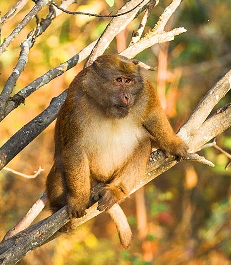 Arunachal macaque