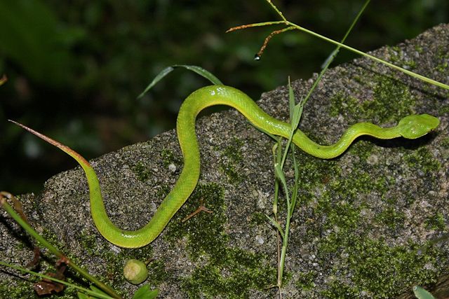 Bamboo Pitviper