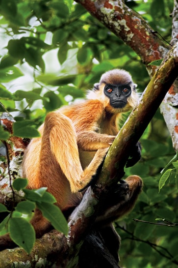 Buff bellied Langur