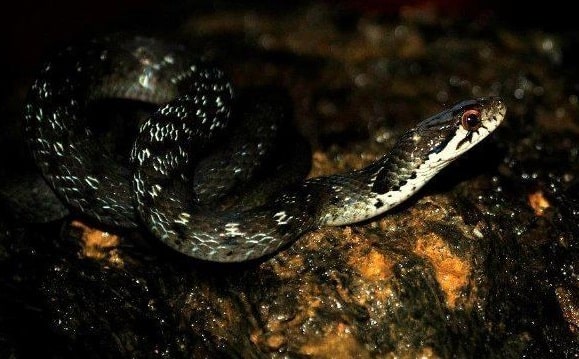 Cherrapunji Keelback