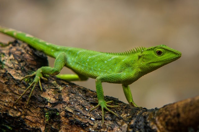 Khasi Hills Forest Lizard