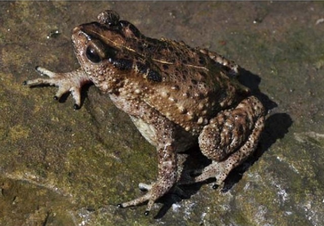 Nagaland Montane Torrent Toad