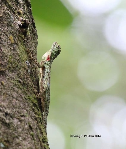 Norvill's Flying Lizard