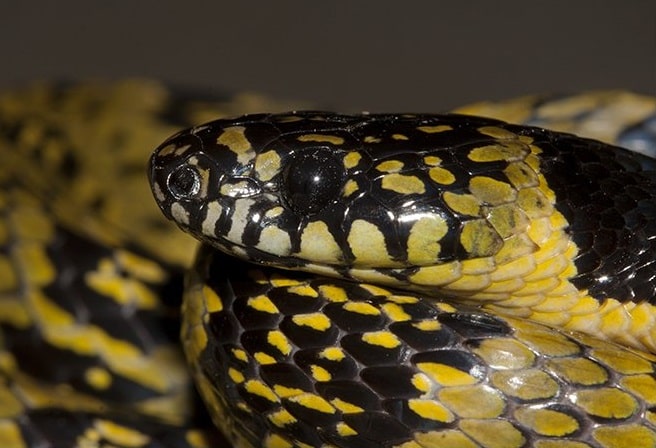 Sikkim False Wolf Snake