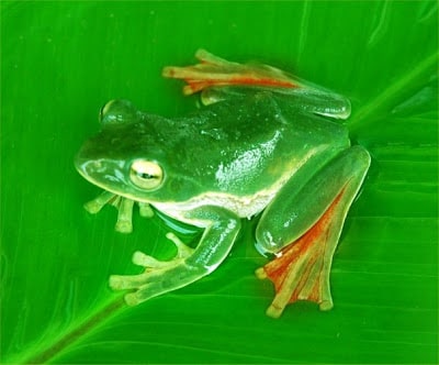 Suffry Flying Frog