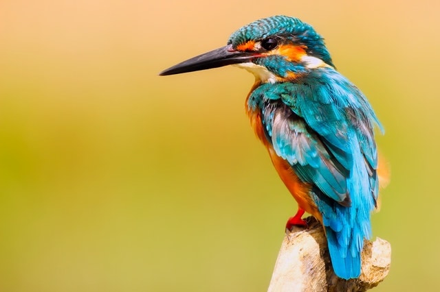 kingfisher in northeast india