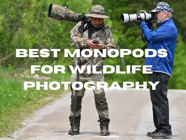 Monopods for Wildlife Photography