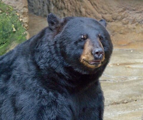 Facts About Black Bears