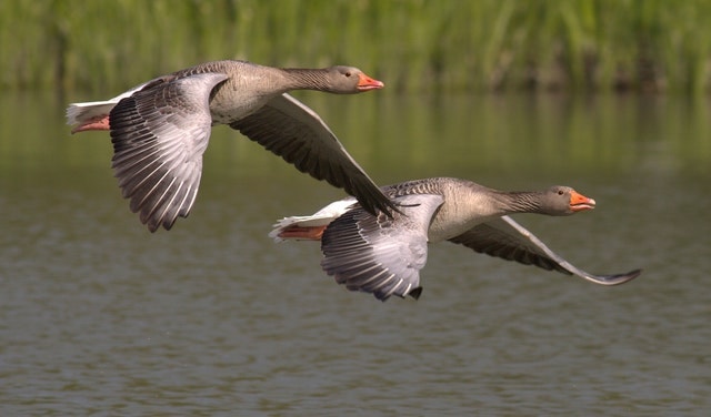 GEESE IN BHARATPUR BIRD SANCTUARY