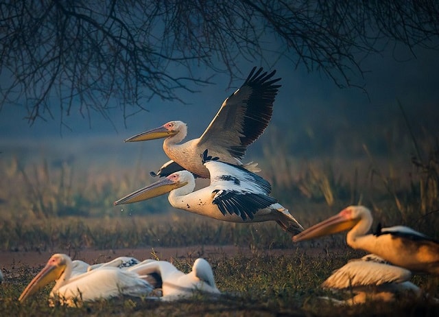 Pelicans in BHARATPUR BIRD SANCTUARY