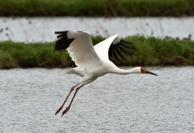 SIBERIAN CRANE in Bharatpur Bird Sanctuary