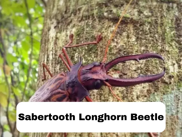 Sabertooth Longhorn Beetle