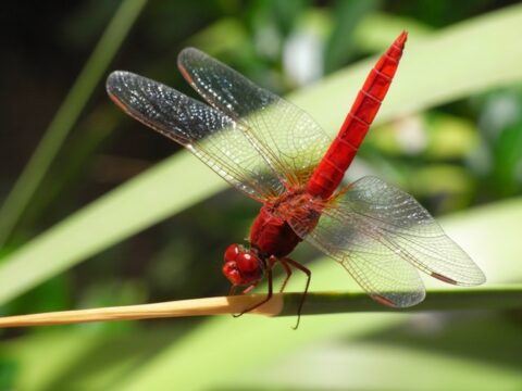 dragonflies populations in NE India