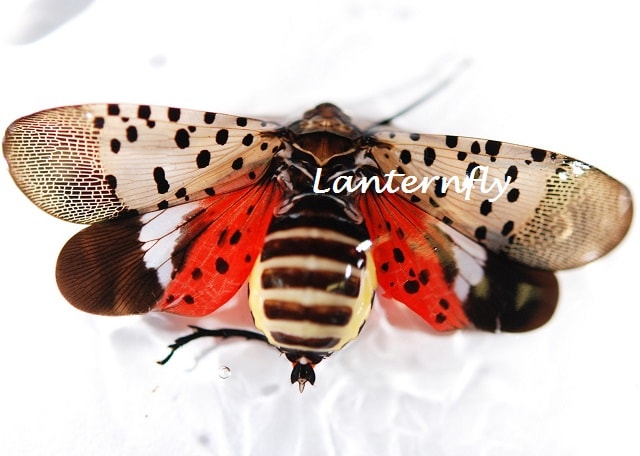 lanternfly