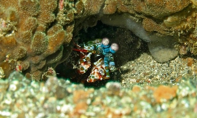 peacock mantis shrimp