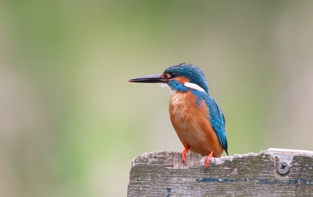 BIRDS THAT START WITH K AND HAVE 10 LETTERS