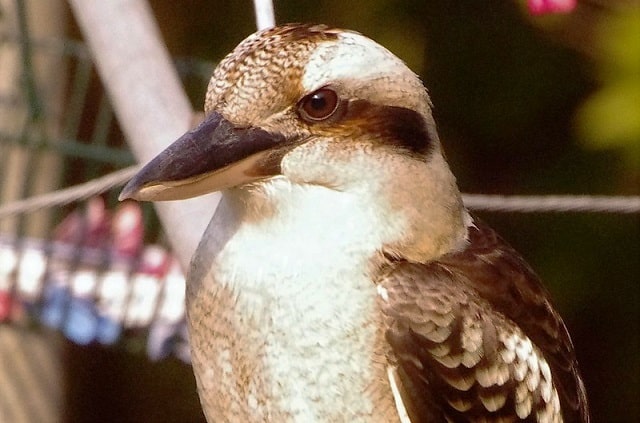 kookaburra