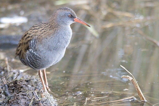 rallus aquaticus