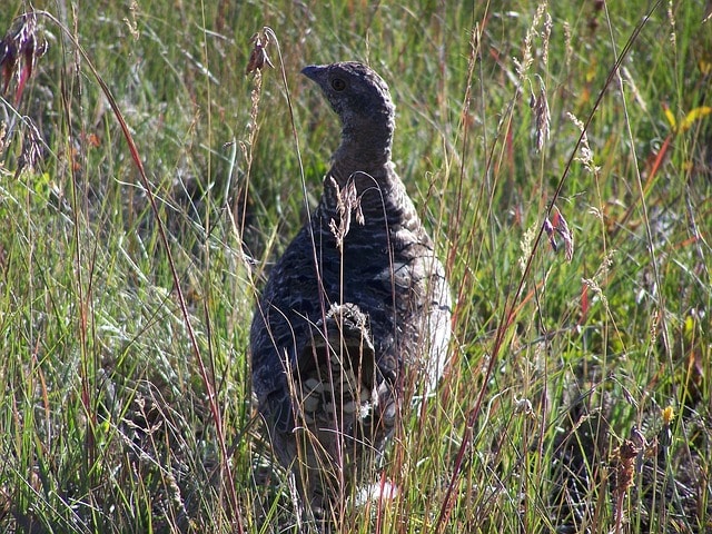 SAGE GROUSE HUNTING IN NORTH AMERICA
