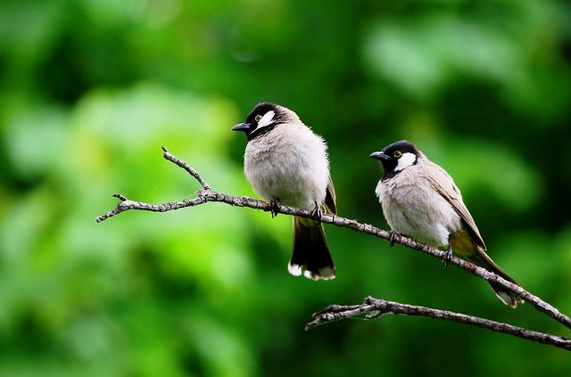 best-bird-identification-apps-of-2022