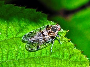 Cixius nervosus