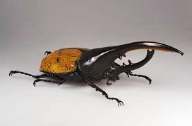 Hercules beetle