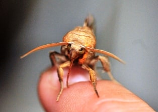 Vampire Moth
