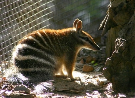 Numbats