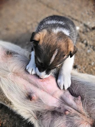 what to feed nursing dogs