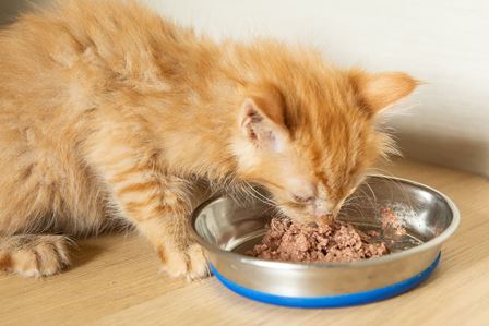 choosing-best-kitten-food