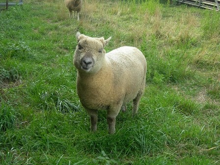 Montadale Sheep