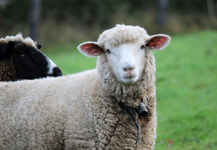 Toggenburg Sheep