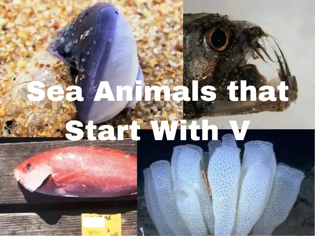 Sea animals that start with v