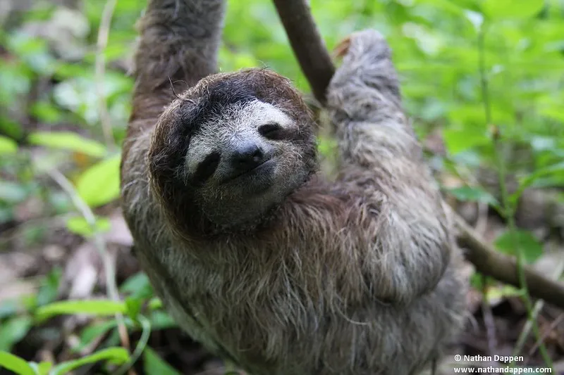 Three-toed sloth hanging from a tree branch, one of the slowest animals in the world